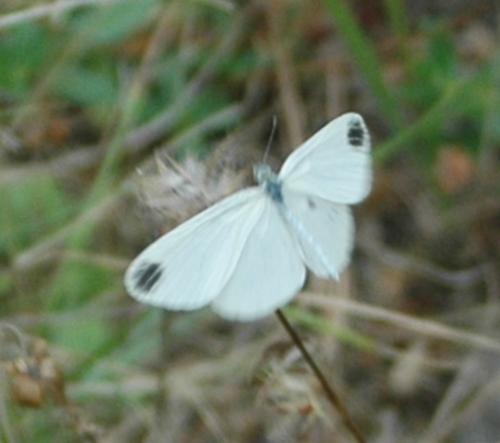 Leptidea sinapis